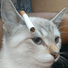 a close up of a cat with a cigarette sticking out of its ear