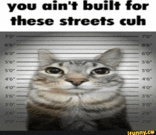 a picture of a cat with the caption " you ain 't built for these streets guh "