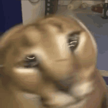 a close up of a cat 's face with a blurry background looking at the camera .