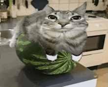 a cat is sitting on a watermelon on a kitchen counter .