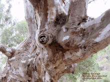 a close up of a tree with the words rhino eucalypt on the bottom