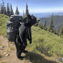 a black bear is standing on top of a grassy hill with a backpack .