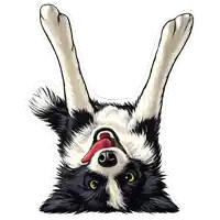 a black and white dog is upside down with its tongue out