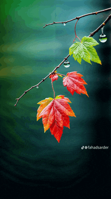 a close up of a branch with leaves and water drops