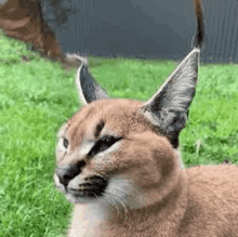 a close up of a caracal sitting in the grass .