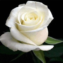 a close up of a white rose with green leaves