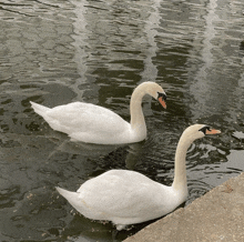 two white swans are swimming in the water near a concrete ledge