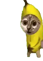 a cat is wearing a banana costume and looking at the camera