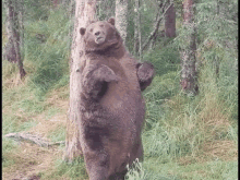 a brown bear is standing on its hind legs next to a tree .