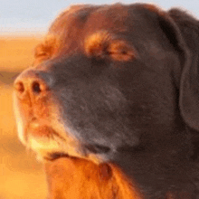 a close up of a dog 's face with its eyes closed and a blurry background .