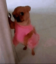 a small brown dog is wearing a pink dress and standing next to a door .