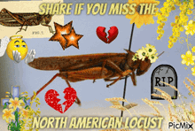 a picture of a locust with the words share if you miss the north american locust on it