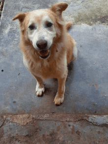 a brown and white dog is sitting on a concrete surface and smiling