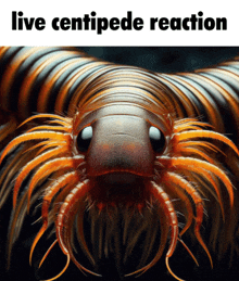 a close up of a centipede with the words live centipede reaction above it