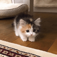 a calico kitten is standing on a rug on a wooden floor