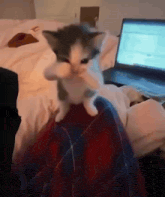 a kitten is sitting on a person 's lap in front of a laptop computer