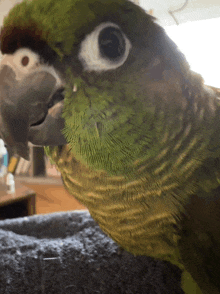 a close up of a green parrot 's face looking at the camera