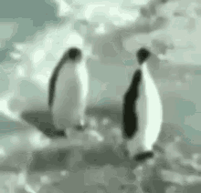 a couple of penguins are standing next to each other on top of a rock .