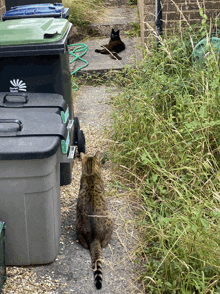 a cat is standing in front of a trash can that says ' recycle ' on it