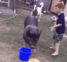 a boy is standing next to a pig and a blue bucket in a yard .