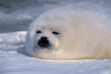 a seal with a black spot on its face is laying in the snow