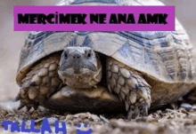 a close up of a turtle sitting on the ground with a purple banner above it .