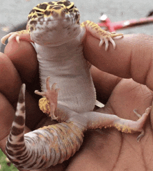 a lizard is being held in someone 's hand and looks at the camera