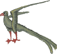 a bird with a long tail and red feet