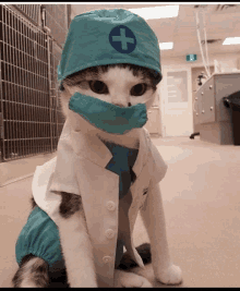 a cat dressed as a surgeon with a blue cross on the hat