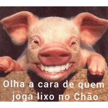 a picture of a pig with the words olha a cara de quem joga lixo no chao written below it