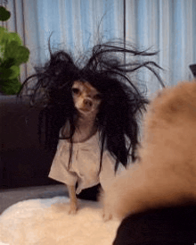 a small dog wearing a wig is sitting on a couch looking at another dog .