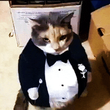 a cat is wearing a tuxedo with a flower pin