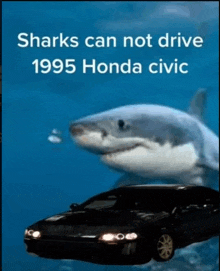 a picture of a shark and a honda civic