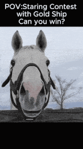a picture of a horse with the caption " staring contest with gold ship can you win " on the bottom