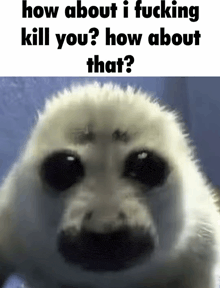a seal is looking at the camera with a caption that says how about i fucking kill you ? how about that ?