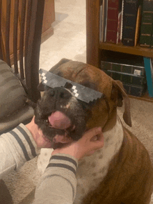 a boxer dog wearing a pair of sunglasses with a checkered pattern on them