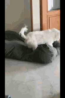 a white dog is laying on a grey dog bed