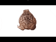 a brown object with a white background and a few dots on it