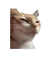 a close up of a cat 's face against a white backdrop