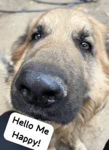 a close up of a dog 's nose with a hello me happy sticker on it