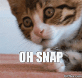 a close up of a cat with the words oh snap written below it