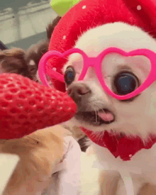 a small white chihuahua wearing heart shaped glasses and a strawberry hat is eating a strawberry .