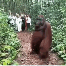 a group of people are walking down a path in the woods while an orangutan stands in the middle of the path .