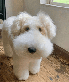 a small white dog is standing on a wooden floor