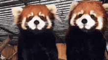 two red pandas sitting next to each other in a cage .