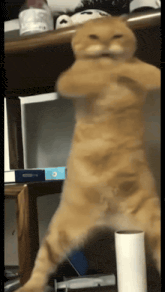 a cat is standing on its hind legs in front of a stack of binders with the letter o on them