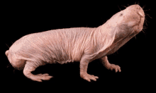 a naked rat with a very long neck