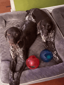 two dogs laying on a dog bed with a red ball