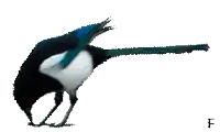 a black and white bird with a long tail and the letter f in the corner