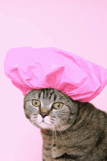 a cat wears a pink shower cap on its head